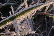 20th Dec 2012 - Frosty grass