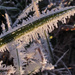 Frosty grass by milaniet