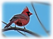 15th Nov 2012 - Cardinal