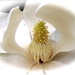 Magnolia Bride by maggiemae