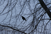 11th Dec 2012 - 346 black bird fly