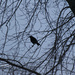 346 black bird fly by pennyrae