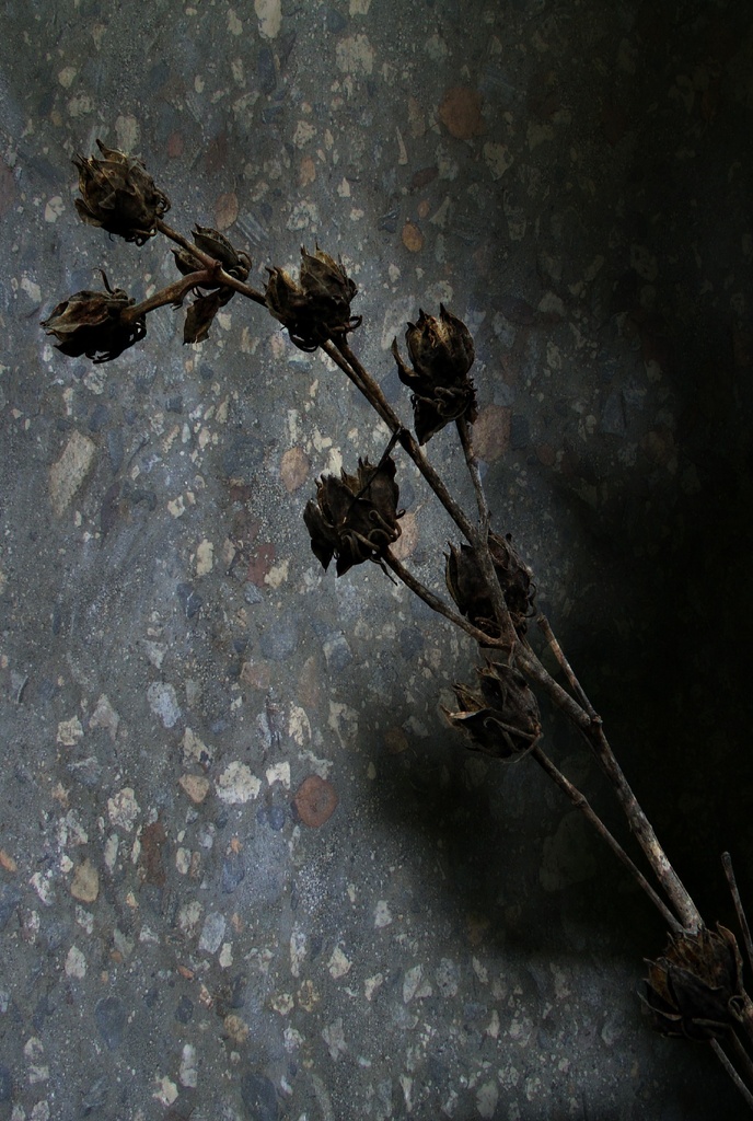 Dried Flora by digitalrn