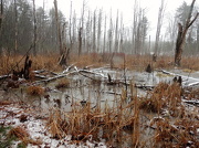 20th Dec 2012 - The Marsh Frozen over