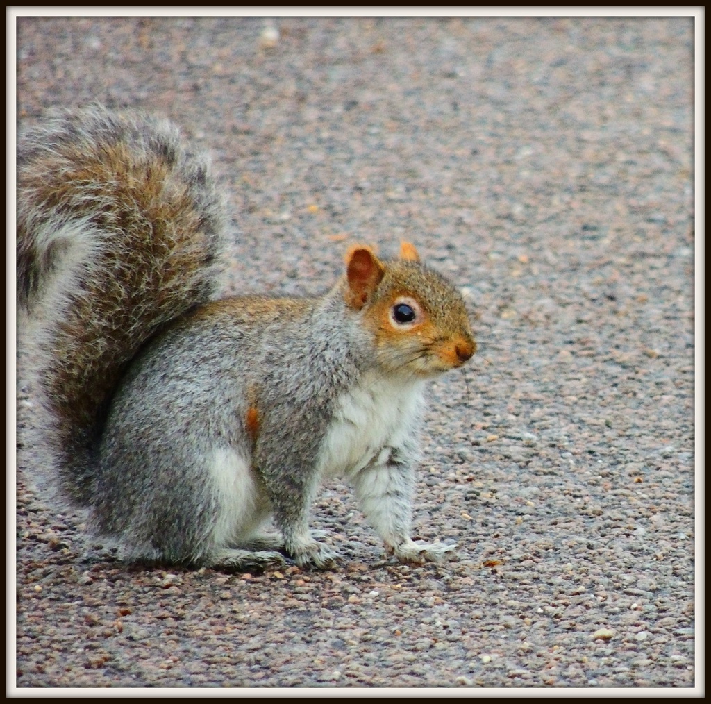Squirrel by rosiekind