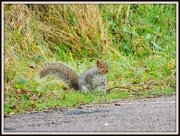 21st Dec 2012 - Another one of Sammy Squirrel