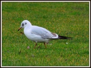 21st Dec 2012 - A seagull for a change