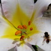 Lilium regale by kiwiflora