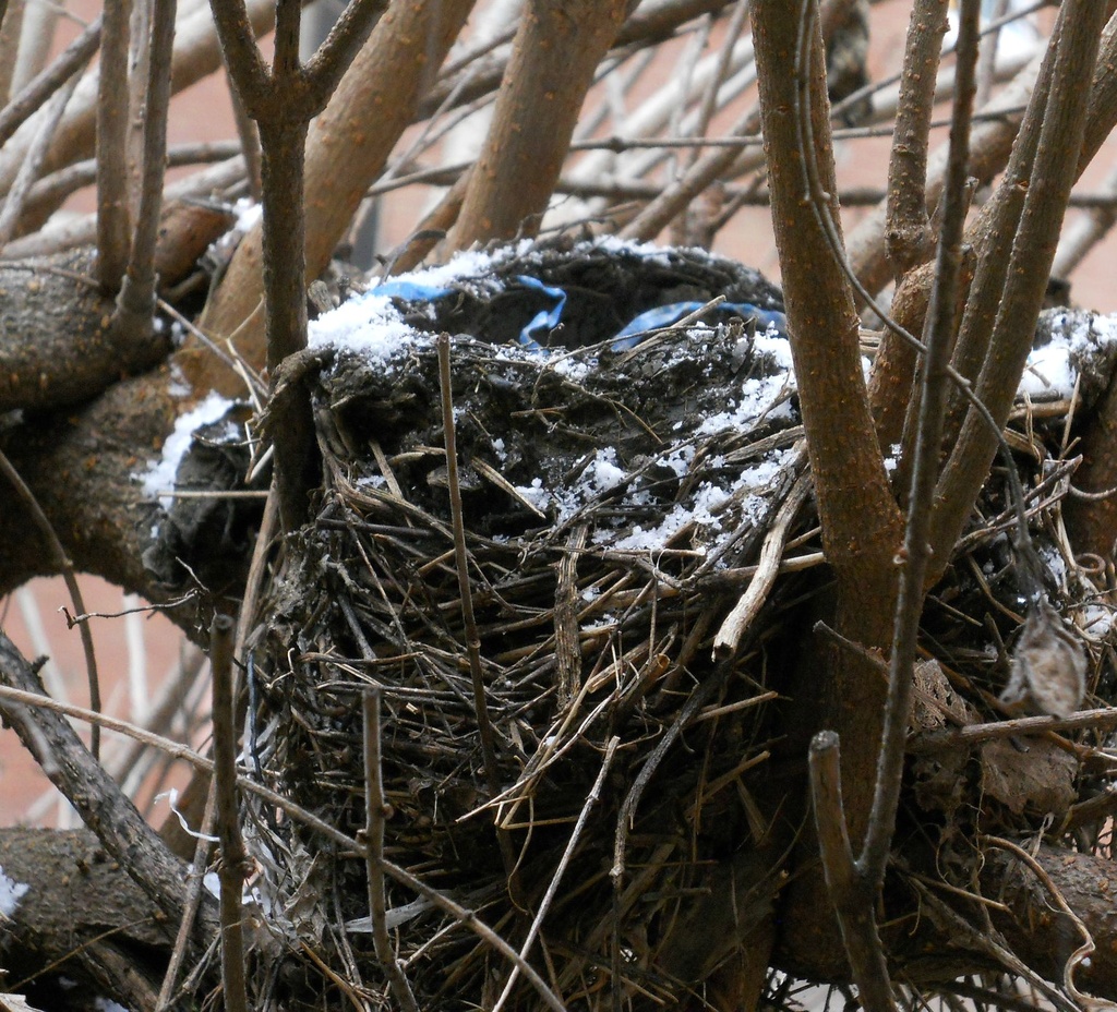 Empty nest by mittens