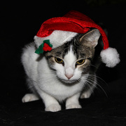 21st Dec 2012 - Merry Christmas from Ginger