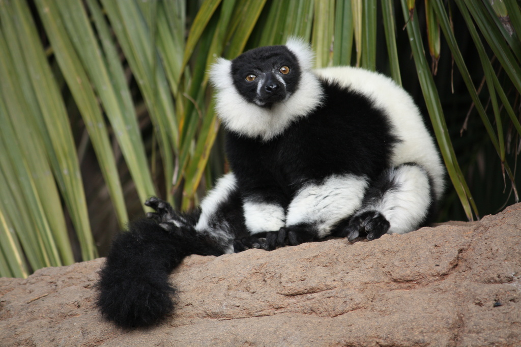 Black-and-White Ruffed Lemur  (Varecia variegata variegata) Vari, Svartvit vari  by annelis