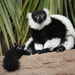Black-and-White Ruffed Lemur  (Varecia variegata variegata) Vari, Svartvit vari  by annelis