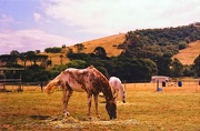 22nd Dec 2012 - A bit of oaten hay