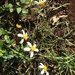 Wildflowers along the sidewalk. by congaree