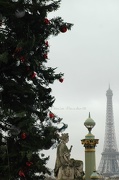 21st Dec 2012 - The higgest christmas tree in France is place de la Concorde