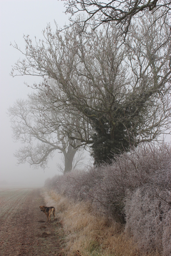 Foggy Walking by shepherdman