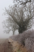 16th Dec 2012 - Foggy Walking