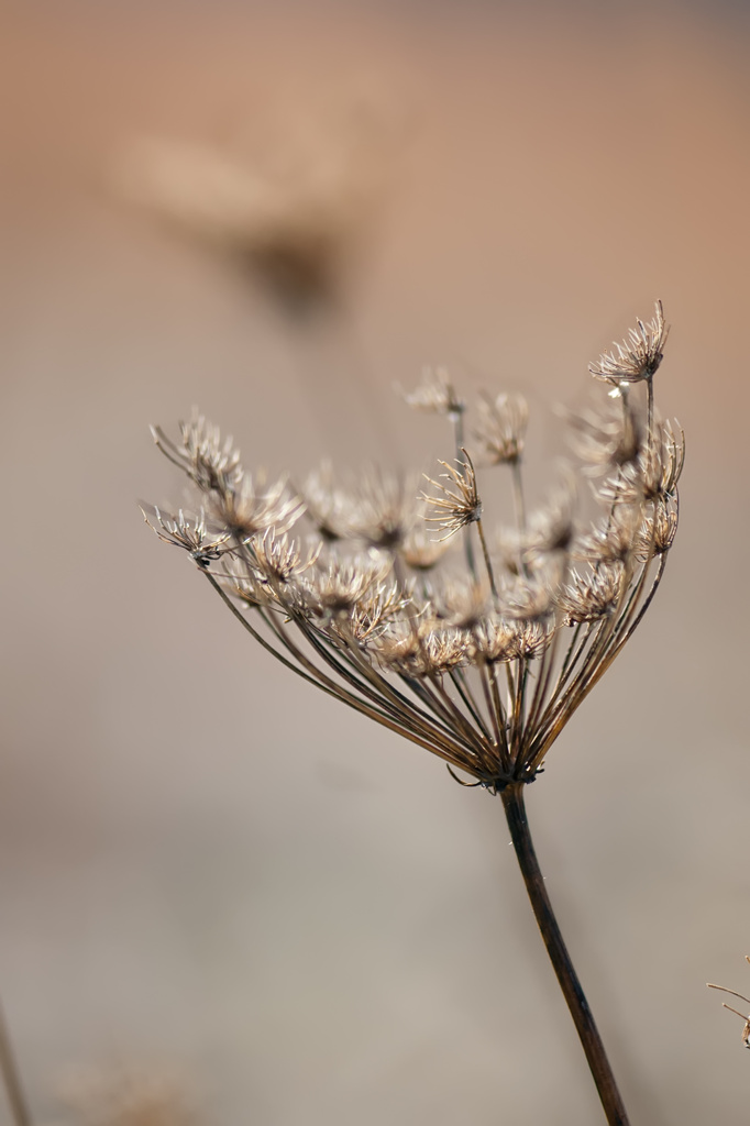 Queen Anne's Lace by lstasel
