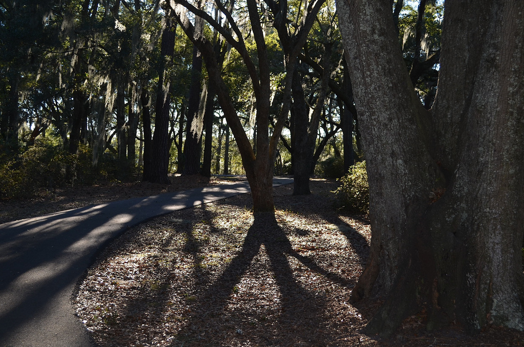 Late afternoon shadows at the park. by congaree