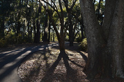 22nd Dec 2012 - Late afternoon shadows at the park.