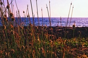 23rd Dec 2012 - Seaside grasses