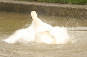 22nd Dec 2012 - swan bath 