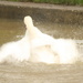 swan bath  by mariadarby