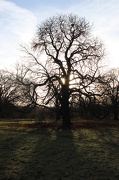 17th Dec 2012 - Treetop Sunshine