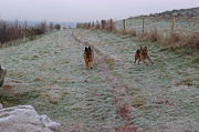 19th Dec 2012 - A Safer Stroll