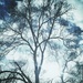 Winter Tree #3 by rich57