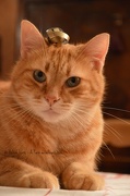 23rd Dec 2012 - Christmas cat #1