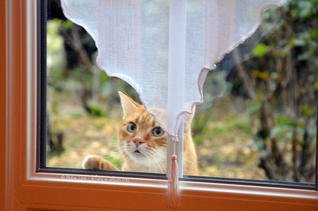 Let me in, please!  by parisouailleurs