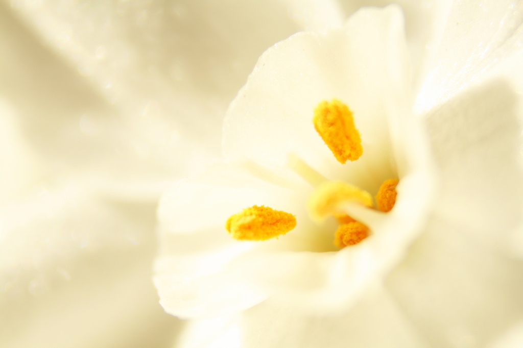 White Flower by kerristephens