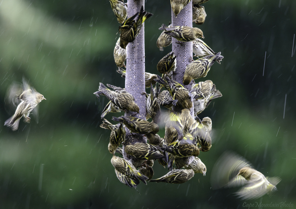 Swarming at the Feeder 2 by jgpittenger