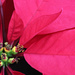 Poinsettia by rhoing