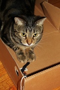 23rd Dec 2012 - Love my new box!