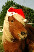 24th Dec 2012 - Merry Christmas!!!