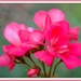Pink Geranium  by rosiekind