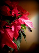 24th Dec 2012 - Christmas Kindness