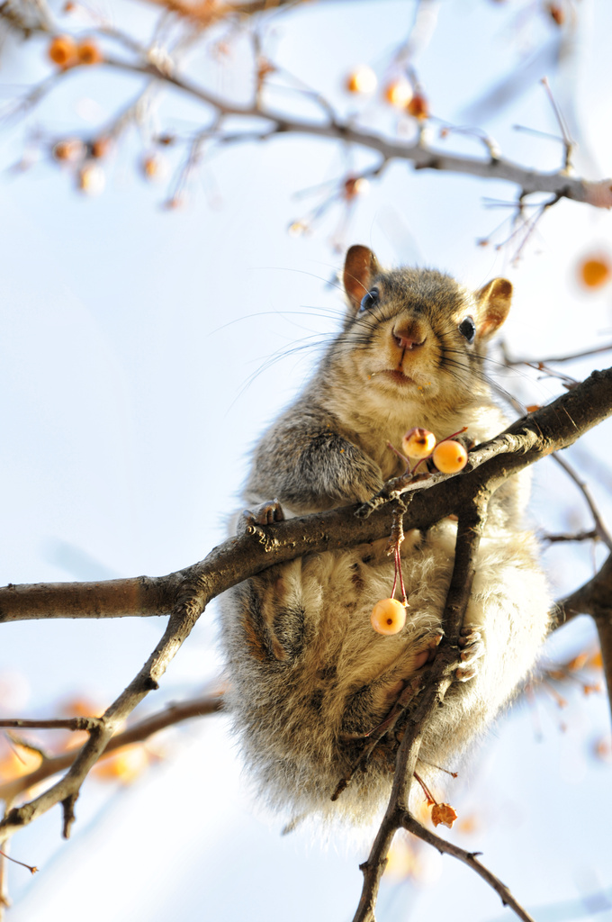 Hungry Squirrel by lstasel