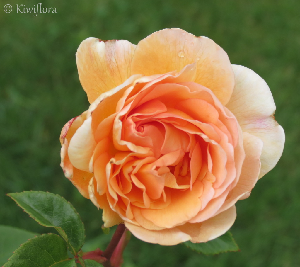 Rose by kiwiflora
