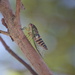 Cicada  by sugarmuser