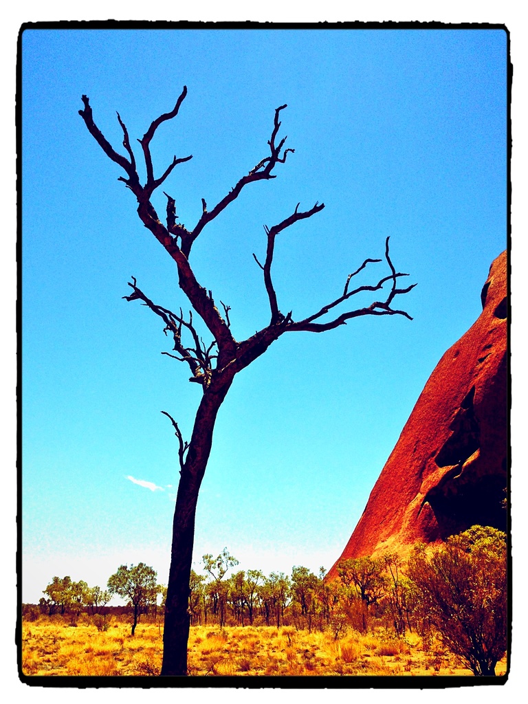 Burned tree in Uluru.  by cocobella