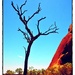 Burned tree in Uluru.  by cocobella