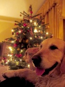 25th Dec 2012 - A Happy Christmas 
