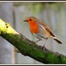 Our friendly garden robin by rosiekind