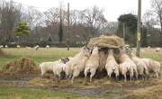 26th Dec 2012 - Boxing Day brunch: a 'feast' for sheep