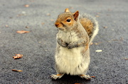 26th Dec 2012 - Boxing Day squirrel