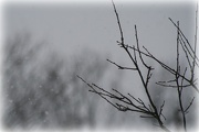 26th Dec 2012 - Let it snow