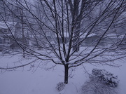 26th Dec 2012 - Let It Snow